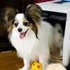 愛犬をケージ嫌いに…