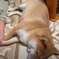 ばあちゃんに柴犬を…