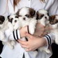 【多頭飼い】犬の飼…