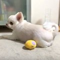 あ、もういいです。…