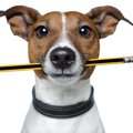 愛犬の為に！自宅か…