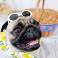 LAYLAの犬占い！【7/…