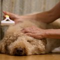 愛犬の抜け毛の活用…