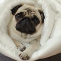 寒がりな犬におすす…