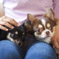犬が飼い主の『膝に…