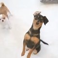 愛犬たちと初旅行！…