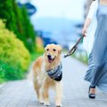 犬の散歩でしてはい…