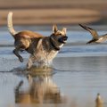 犬が散歩中に鳥に吠…