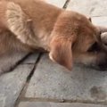 【涙腺崩壊】ガリガ…