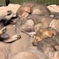 生後38日♡ウルフドッ…