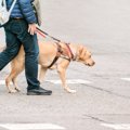 犬好き、犬の飼い主…