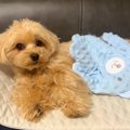 犬に『人間の赤ちゃ…