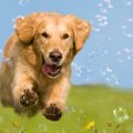 犬の散歩に行く時間…