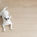 犬は人間の感情をど…