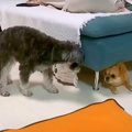 『仲の悪い犬たち』…