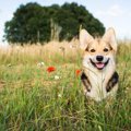 犬を笑顔にさせる4つ…