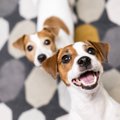 犬が『散歩前になる…