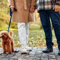 英国での調査〜愛犬…