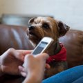 何が気になるの？犬…
