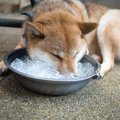 犬が『夏バテ』して…