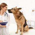 1〜2歳の犬の死因の…