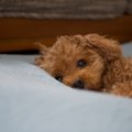 犬が『うつ病』にな…