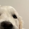 たまには愛犬に噛ま…