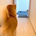 愛犬の顔写真で『ド…