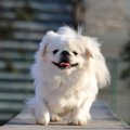 『足が短い犬種』5選…