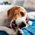 犬にあげる『オヤツ…