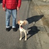 犬が散歩で引っ張る…