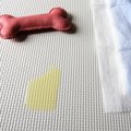 犬が『失禁』してし…