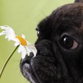 犬も『花粉症』にな…
