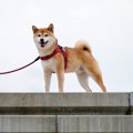 犬の『仕草でわかる…