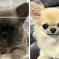 「ホントに同じわん…