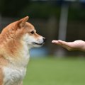 犬が偏食になってし…