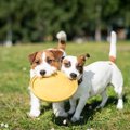 犬が夢中になる『お…