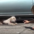 駐車場に住み付いて…