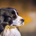 犬種のルーツがわか…