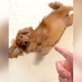 2匹の犬に『バーン』…