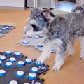 一緒に遊んでいた猫…