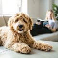 室内犬への絶対NG行…