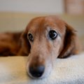犬の老後のために今…