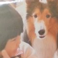 「わたしは犬が大好…
