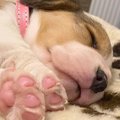 赤ちゃん犬が眠って…