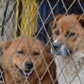 保護犬の実態と里親…