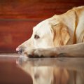 犬が『不安になりす…