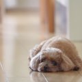 犬が『突然立てなく…
