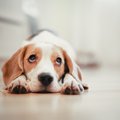 『犬は幽霊が見える…