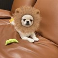 ペキチーが百獣の王…